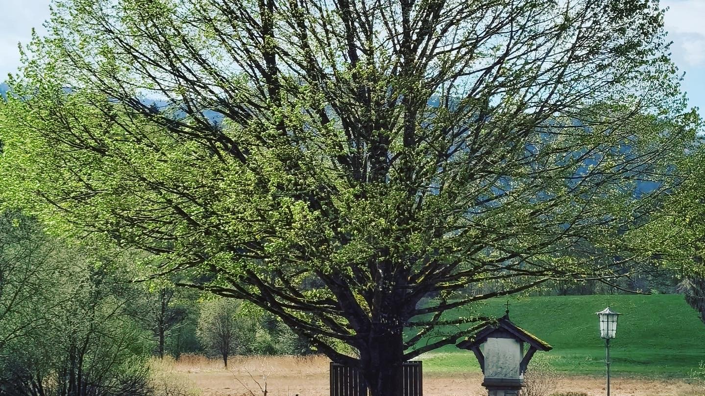 Klosterheilkunde 2